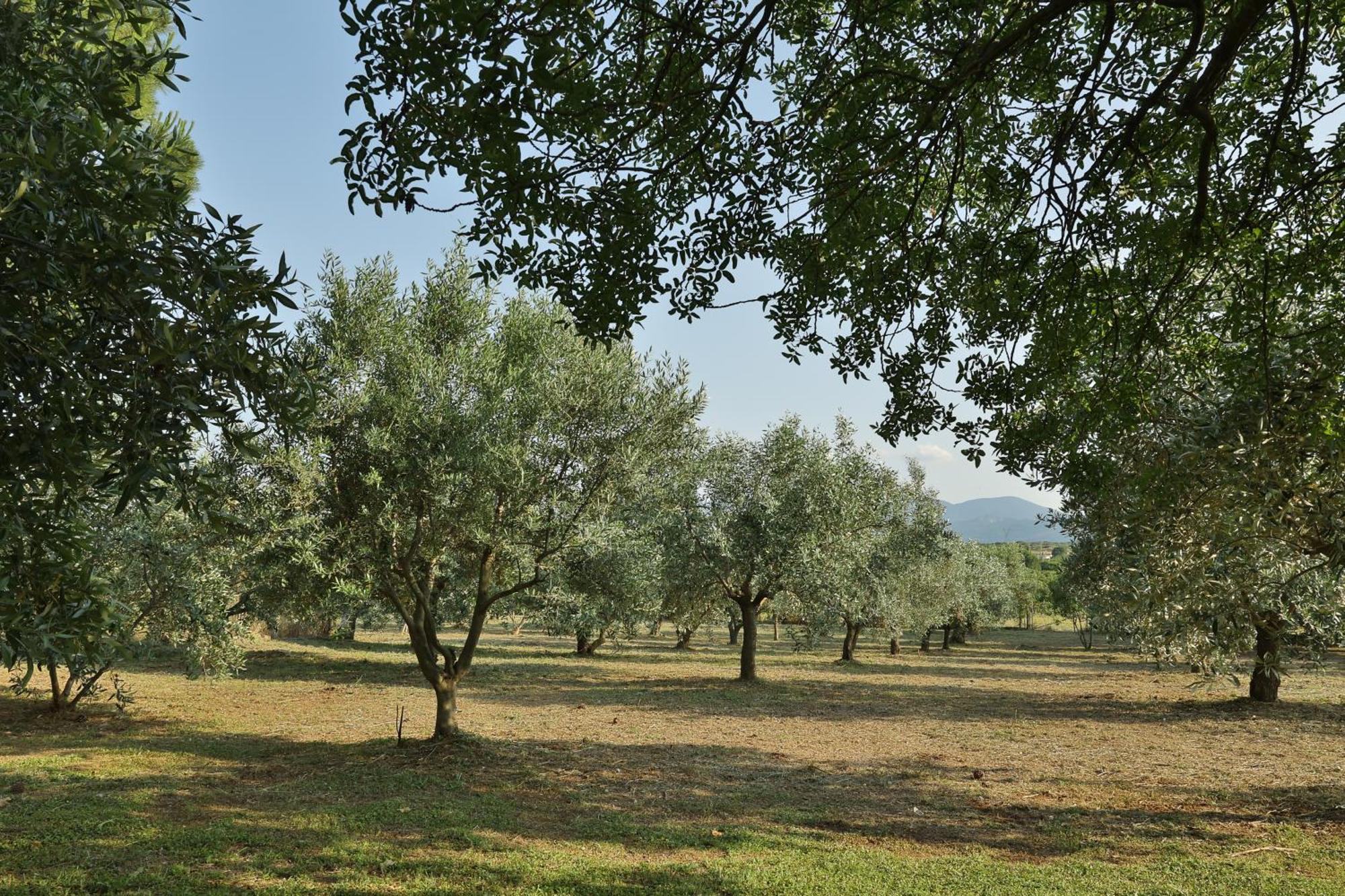 Οlives And Vines All Seasons Villa Litochoro Extérieur photo